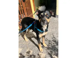 Cachorro raça SRD-ViraLata idade 2 anos nome Thor 