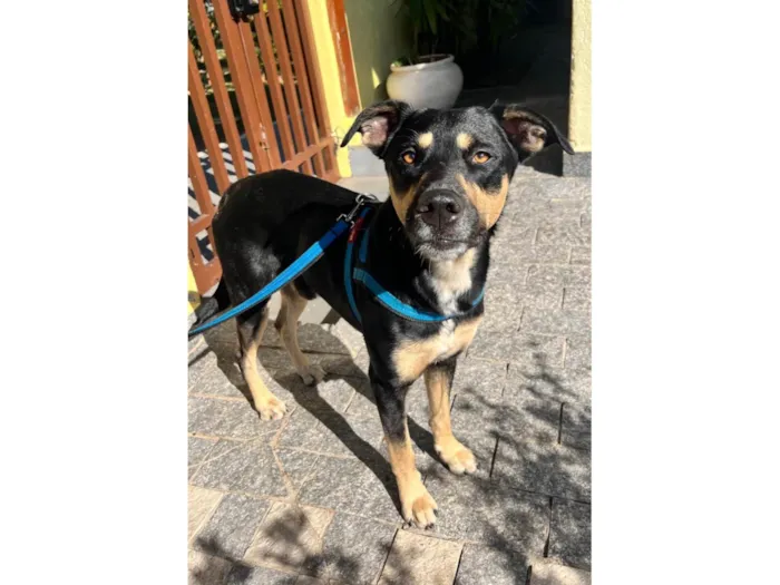 Cachorro ra a SRD-ViraLata idade 2 anos nome Thor