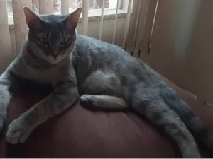 Gato raça SRD-ViraLata idade 1 ano nome Luna