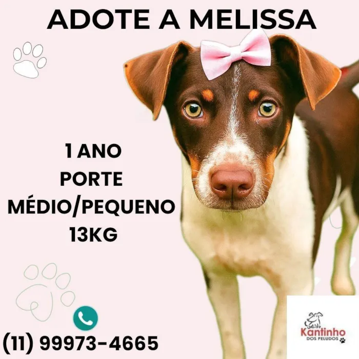 Cachorro ra a SRD-ViraLata idade 1 ano nome Melissa