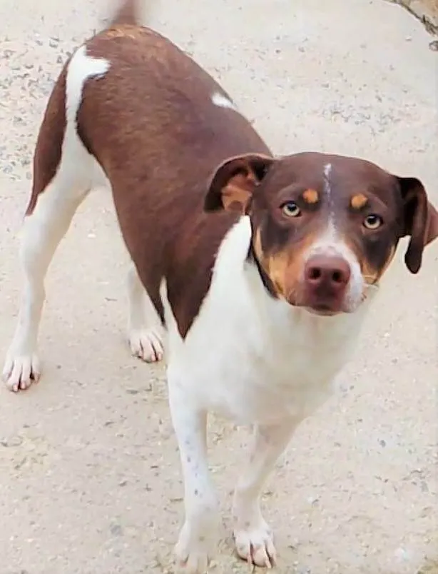 Cachorro ra a SRD-ViraLata idade 1 ano nome Melissa