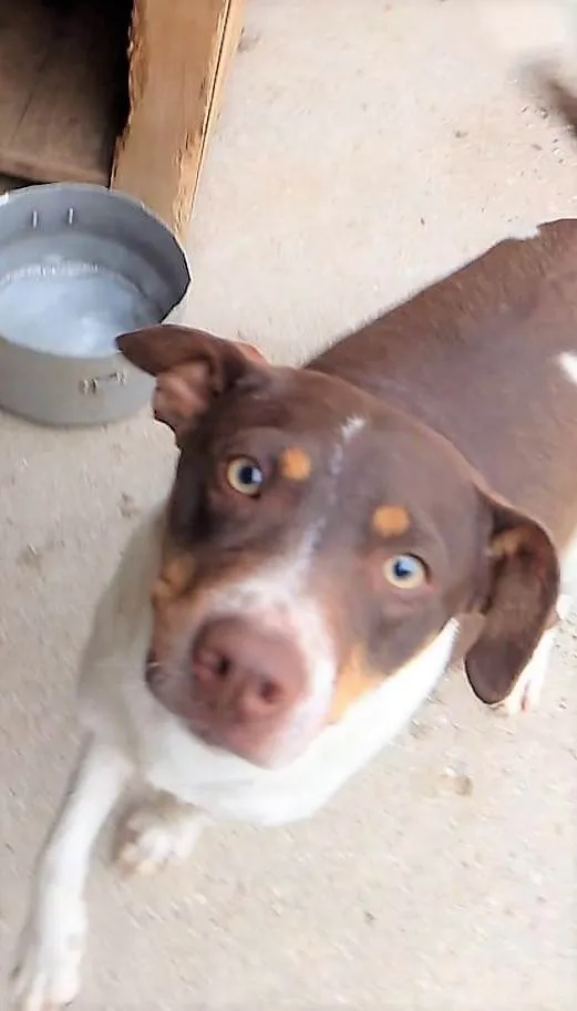 Cachorro ra a SRD-ViraLata idade 1 ano nome Melissa