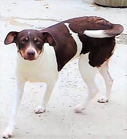 Cachorro ra a SRD-ViraLata idade 1 ano nome Melissa