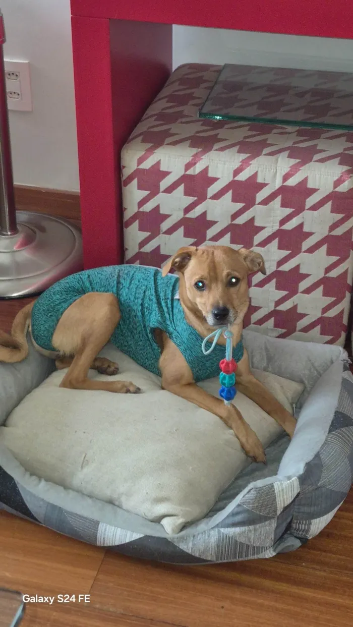 Cachorro ra a SRD-ViraLata idade 7 a 11 meses nome LUNA