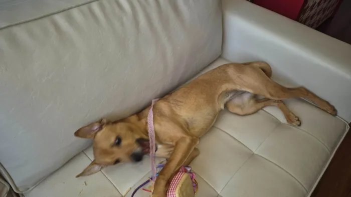 Cachorro ra a SRD-ViraLata idade 7 a 11 meses nome LUNA
