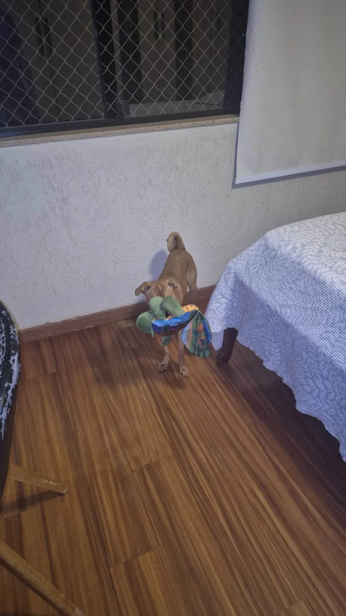 Cachorro ra a SRD-ViraLata idade 7 a 11 meses nome LUNA