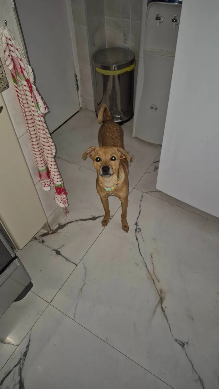 Cachorro ra a SRD-ViraLata idade 7 a 11 meses nome LUNA