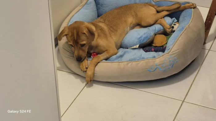 Cachorro ra a SRD-ViraLata idade 7 a 11 meses nome LUNA