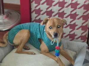 Cachorro raça SRD-ViraLata idade 7 a 11 meses nome LUNA