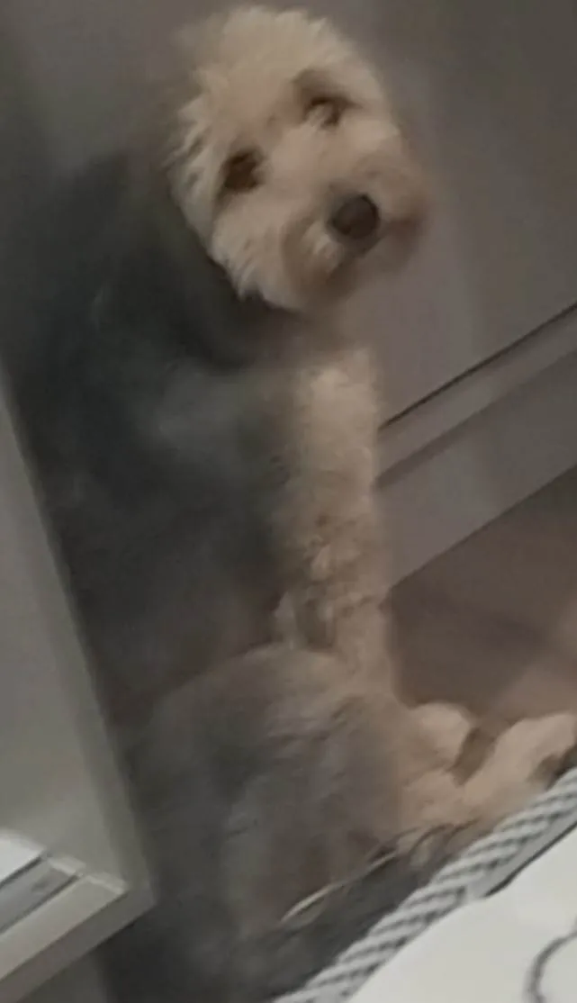 Cachorro ra a Yorkshire idade 1 ano nome Max