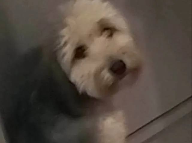 Cachorro ra a Yorkshire idade 1 ano nome Max