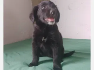 Cachorro raça SRD-ViraLata idade 2 a 6 meses nome Preta