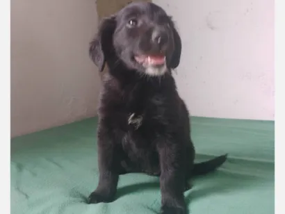 Cachorro raça SRD-ViraLata idade 2 a 6 meses nome Preta