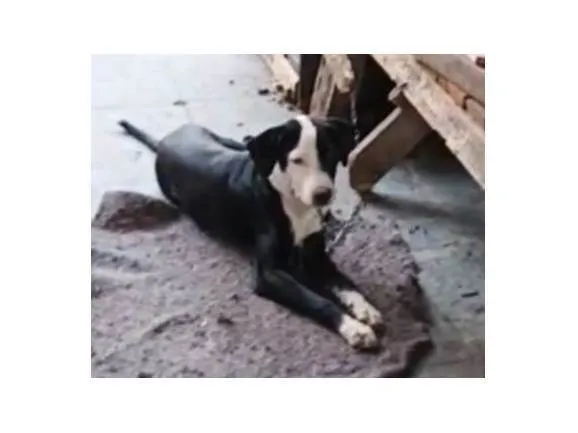 Cachorro ra a Pinscher idade Abaixo de 2 meses nome animais recem nascidos