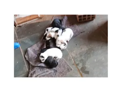 Cachorro raça Pinscher idade Abaixo de 2 meses nome animais recem nascidos