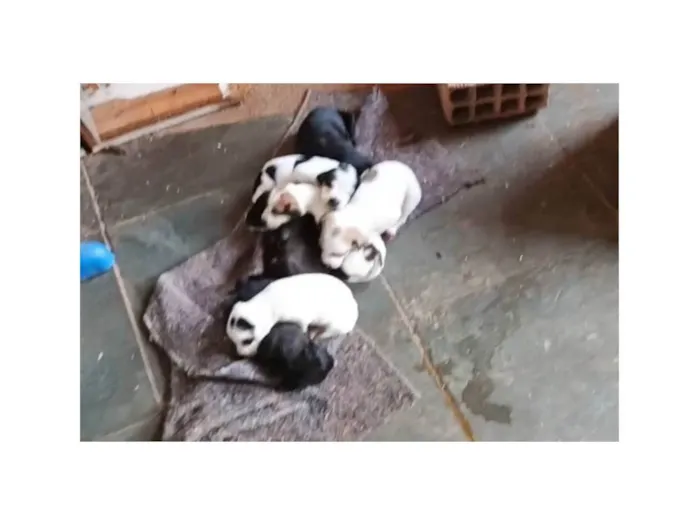 Cachorro ra a Pinscher idade Abaixo de 2 meses nome animais recem nascidos