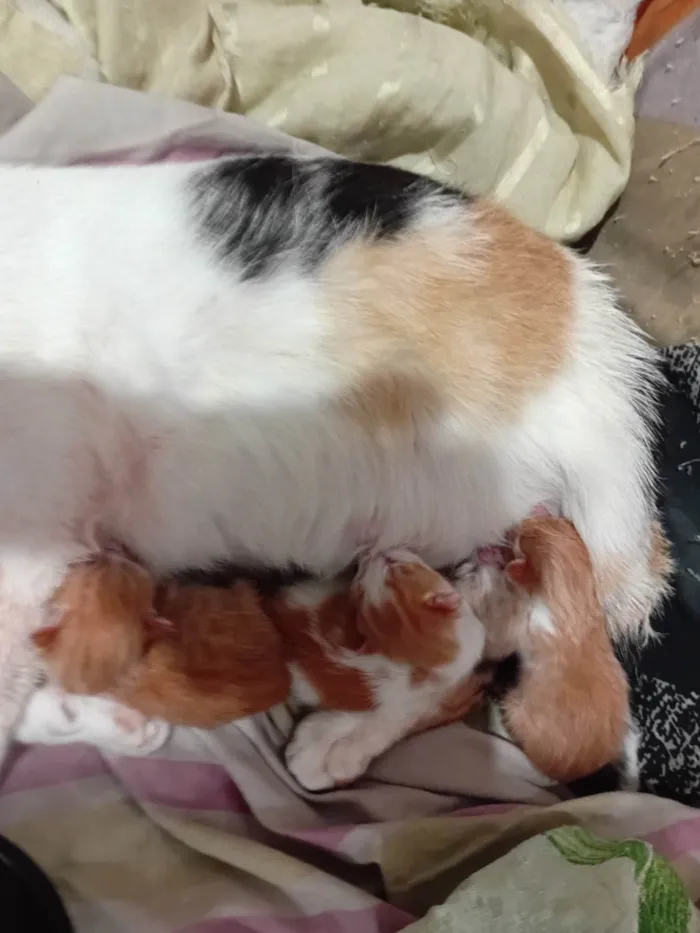 Gato ra a SRD-ViraLata idade Abaixo de 2 meses nome Sem nome