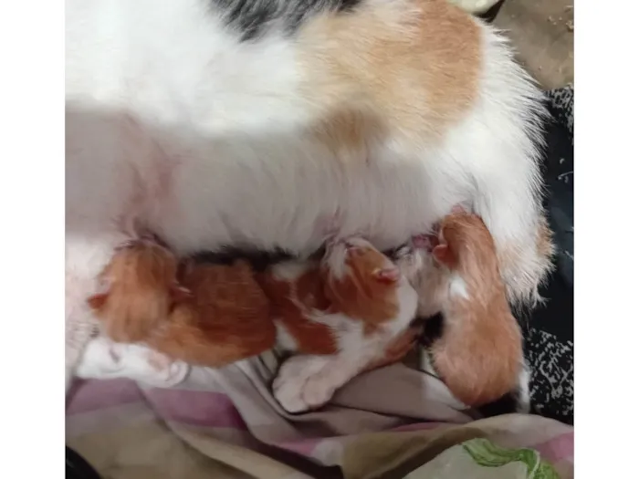 Gato ra a SRD-ViraLata idade Abaixo de 2 meses nome Sem nome