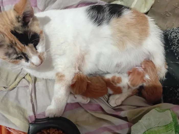 Gato ra a SRD-ViraLata idade Abaixo de 2 meses nome CHUCHU