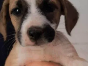 Cachorro raça SRD-ViraLata idade Abaixo de 2 meses nome VERONICA ARAUJO DE ALMEIDA