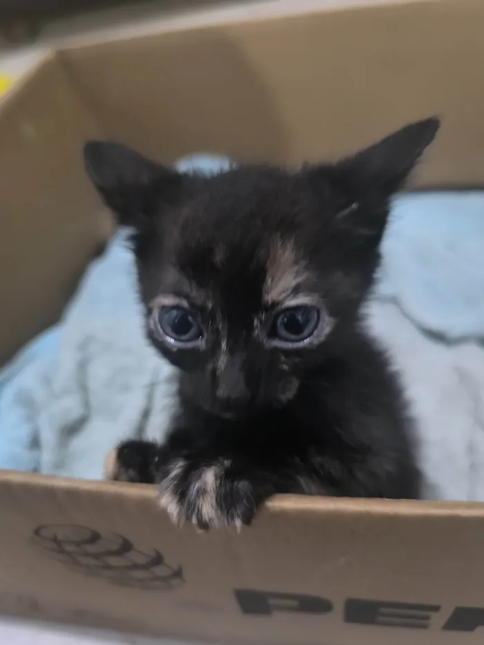 Gato ra a SRD-ViraLata idade Abaixo de 2 meses nome Rajadinha