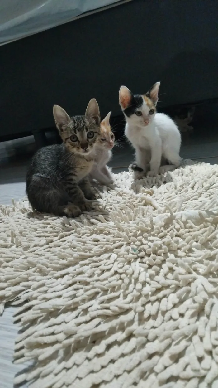 Gato ra a SRD-ViraLata idade Abaixo de 2 meses nome sem nome