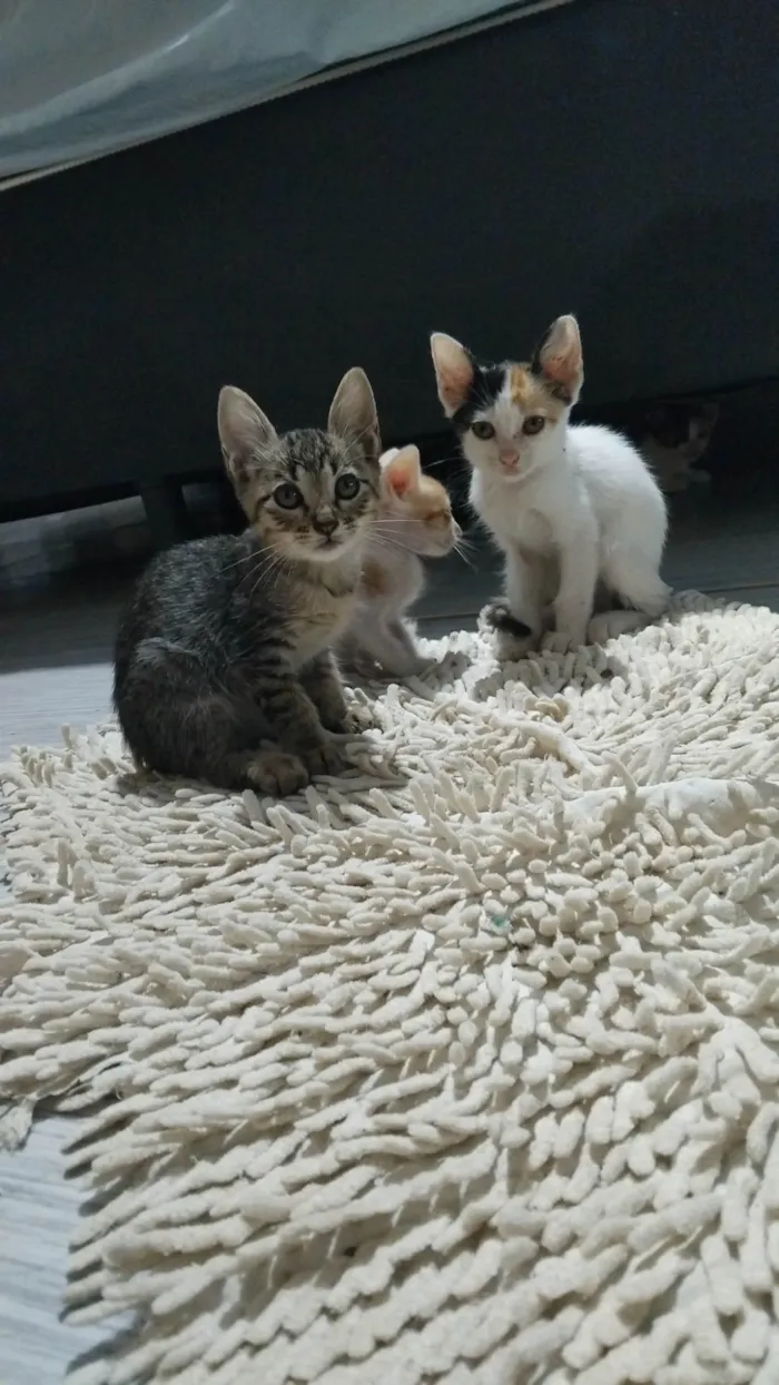 Gato ra a SRD-ViraLata idade Abaixo de 2 meses nome sem nome