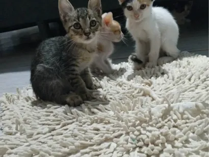 Gato raça SRD-ViraLata idade Abaixo de 2 meses nome sem nome