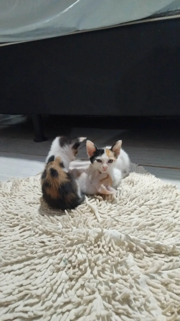 Gato ra a SRD-ViraLata idade Abaixo de 2 meses nome sem nome