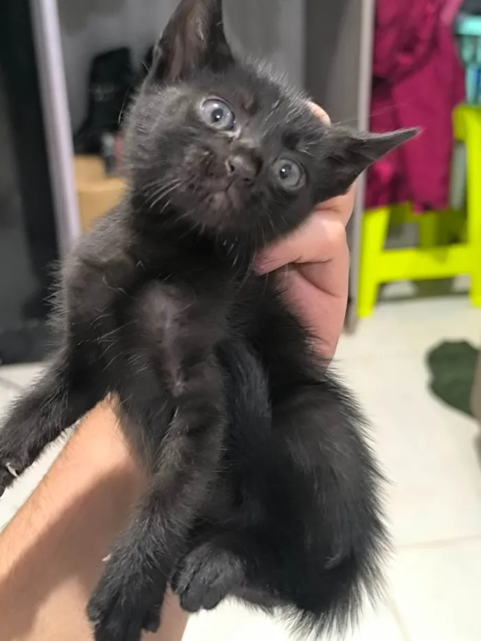 Gato ra a SRD-ViraLata idade Abaixo de 2 meses nome Rajadinha