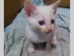 Gato raça SRD-ViraLata idade Abaixo de 2 meses nome Rajadinha 