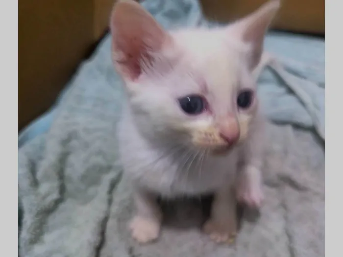 Gato ra a SRD-ViraLata idade Abaixo de 2 meses nome Rajadinha