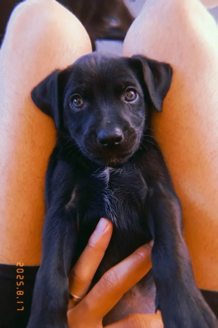 Cachorro ra a Labrador idade 2 a 6 meses nome Pequena