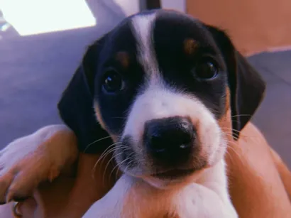 Cachorro raça SRD-ViraLata idade 2 a 6 meses nome Branquinha 