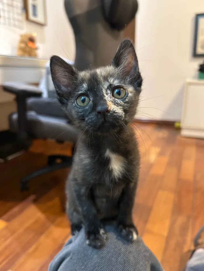 Gato ra a SRD-ViraLata idade 2 a 6 meses nome Gatinha cara metade