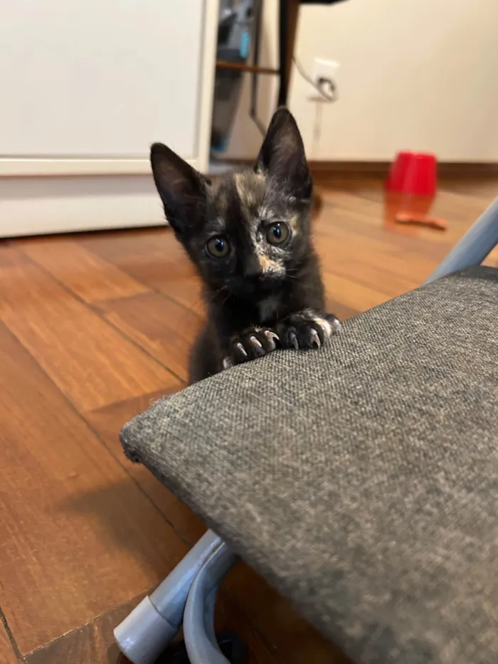 Gato ra a SRD-ViraLata idade 2 a 6 meses nome Gatinha cara metade