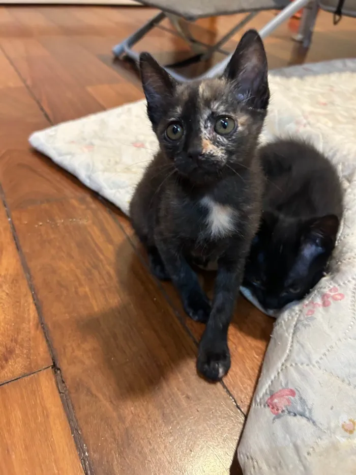 Gato ra a SRD-ViraLata idade 2 a 6 meses nome Gatinha cara metade