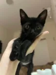 Gatinho preto