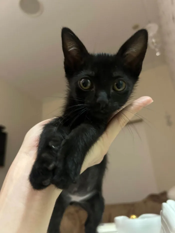 Gato ra a SRD-ViraLata idade 2 a 6 meses nome Gatinho preto