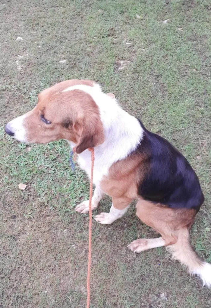 Cachorro ra a SRD-ViraLata idade 6 ou mais anos nome Estribo