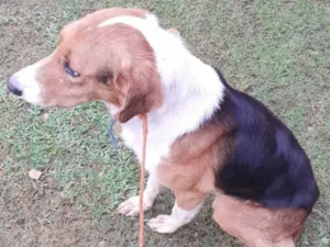 Cachorro raça SRD-ViraLata idade 6 ou mais anos nome Estribo