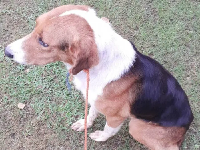 Cachorro ra a SRD-ViraLata idade 6 ou mais anos nome Estribo
