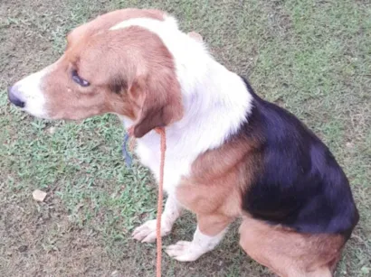 Cachorro raça SRD-ViraLata idade 6 ou mais anos nome Estribo