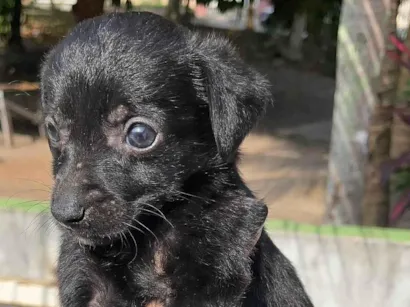 Cachorro raça SRD-ViraLata idade Abaixo de 2 meses nome Sem nome