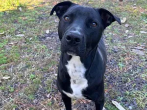 Cachorro raça SRD-ViraLata idade 2 anos nome Lady