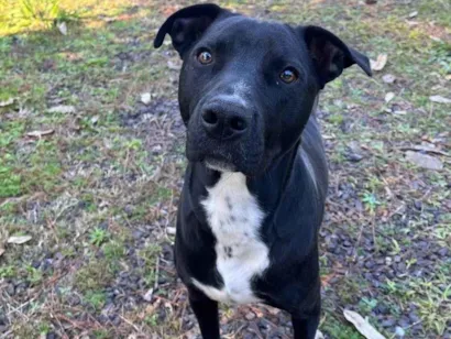 Cachorro raça SRD-ViraLata idade 2 anos nome Lady