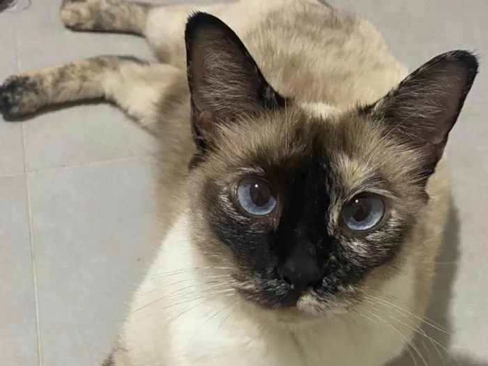 Gato ra a SRD-ViraLata idade 5 anos nome Bibi