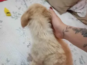 Cachorro raça SRD-ViraLata idade 2 a 6 meses nome laricya rodrigues