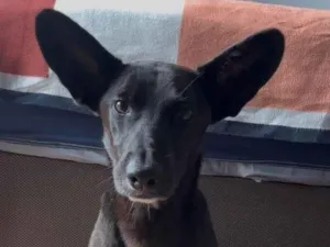 Cachorro raça SRD-ViraLata idade 4 anos nome Clip