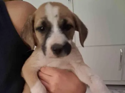 Cachorro raça SRD-ViraLata idade Abaixo de 2 meses nome VERONICA ARAUJO DE ALMEIDA
